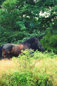 Horse in grass