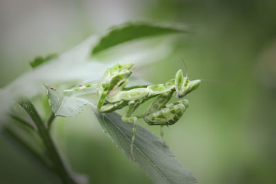 Close-up of crab on plant
