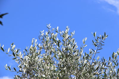 Low angle view of flowering plants against clear blue sky