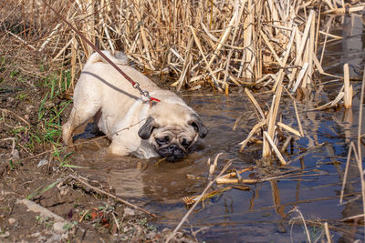 Pug on a leash climbs to swim in a pond. dirt on the shore. dry grass and reeds in the water.