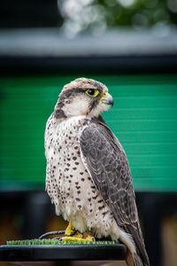 Close-up portrait of owl perching outdoors