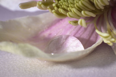 Close-up of purple flower