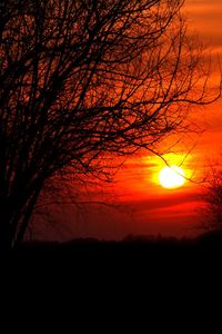 Silhouette trees against sea during sunset