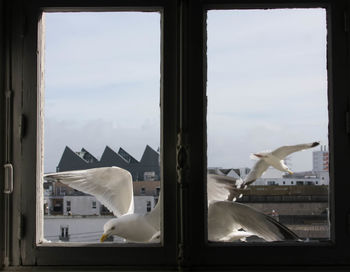 Seagull flying in sky seen through glass window