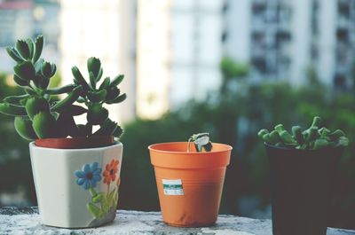 Close-up of potted plants on table at home