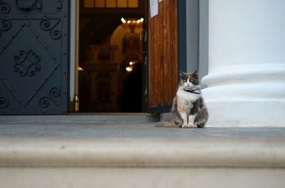 Cat sitting on a door