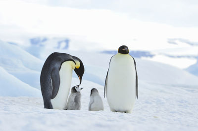 High angle view of penguin on snow against sky