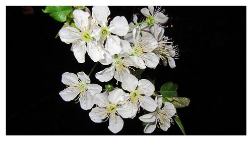 Close-up of white flowers