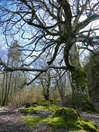 Trees growing in forest against sky