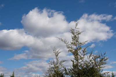 Low angle view of trees against blue sky