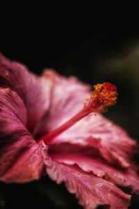 Close-up of pink flower