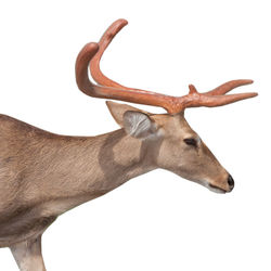 Close-up of deer against white background