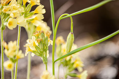 Close-up of yellow flowering plant