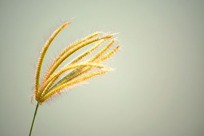 Close-up of plant against blue background