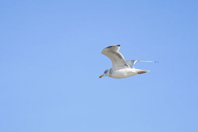 Low angle view of bird flying against clear blue sky