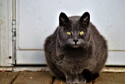 Close-up portrait of cat sitting outdoors