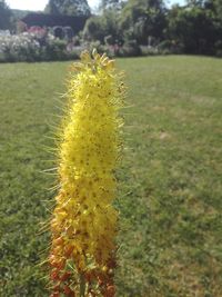 Close-up of succulent plant on field