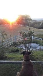 Dog sitting on field against clear sky during sunset