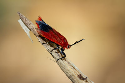 Close-up of butterfly perching on branch