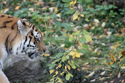 View of a tiger