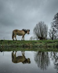 View of a horse drinking water from a lake