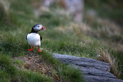 Puffin perching on grass