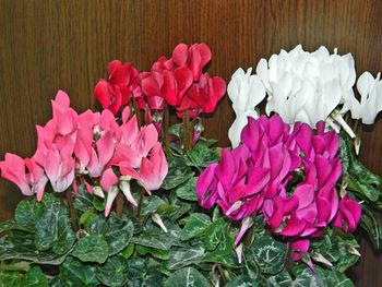 Close-up of pink flowers blooming outdoors