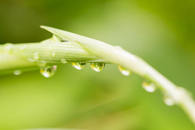 Close-up of water drops on leaf