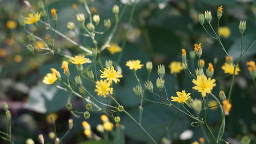 Close-up of yellow flowering plants on field