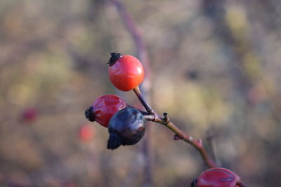 Close-up of red berries on tree