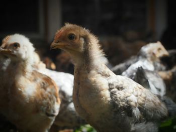 Close-up of a duck