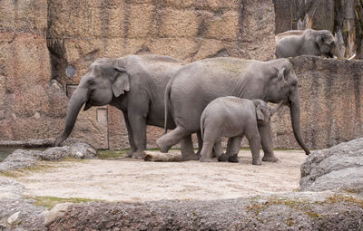 View of elephant in zoo