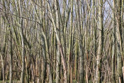 Full frame shot of bamboo trees in forest