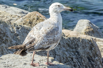 Close-up of seagull perching on rock