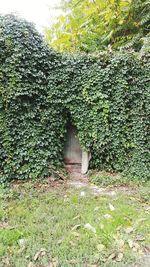 Ivy growing on field