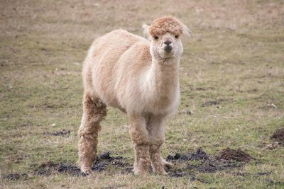 Portrait of alpaca on field