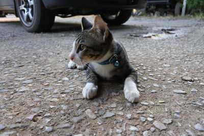 Cat looking away on street in city