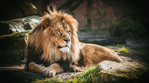 Portrait of a cat resting on rock