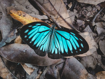 Close-up of butterfly on leaves