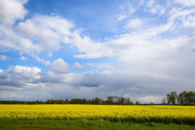 Scenic view of oilseed rape field against sky