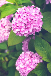 Close-up of fresh pink hydrangea flowers