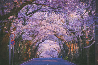 View of cherry blossom trees along road