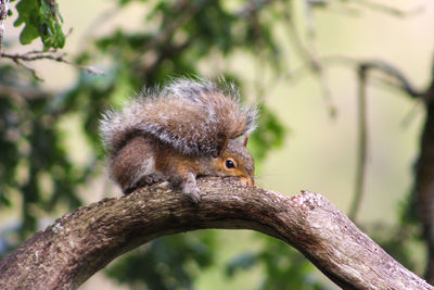 Close-up of baby squirrel perching on tree