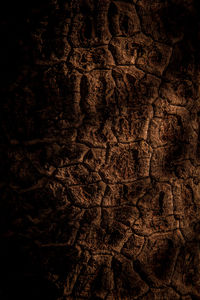 Close-up of tree trunk in the dark