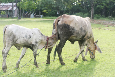 Horses in a field