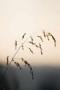 Close-up of stalks against sky during sunset