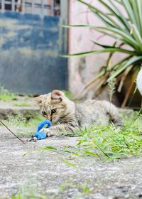 Cat relaxing in yard