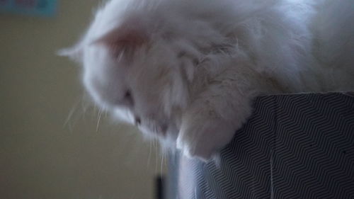 Close-up of cat looking away at home