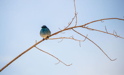 Low angle view of bird perching on branch against sky