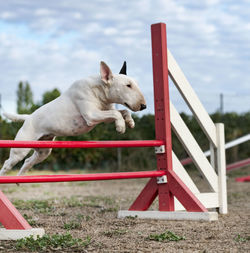 View of a dog on the field